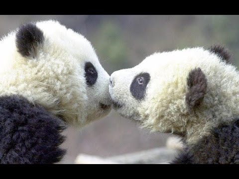 animals kissing