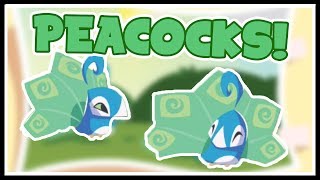 Peacocks are Here! | Animal Jam Play Wild