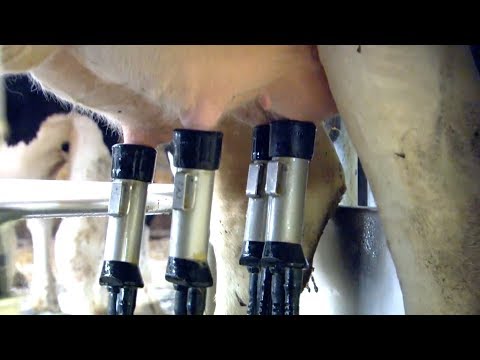 Robot Milk: How Intelligent Machines Are Revolutionising Cow Farming | Earth Lab