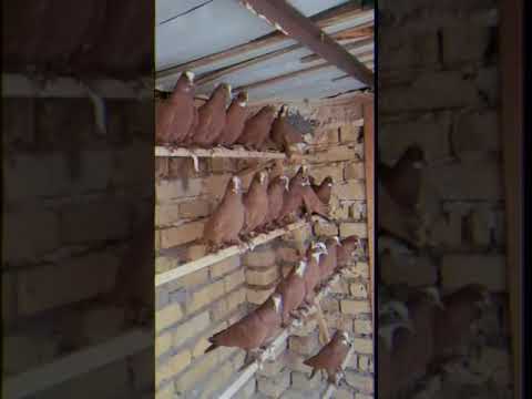 حلا طيور حمر حناني