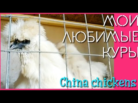 Мою курятник //