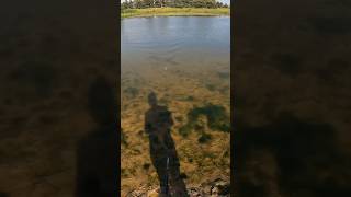 Alligator VS Bass