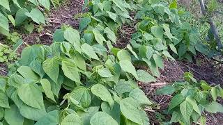 Asesoría para futuros cultivadores de frijol .