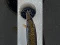 Chunky dart #icefishing #fish #fishing #fishingvideo #shorts #short #shortsfeed #angler #pike