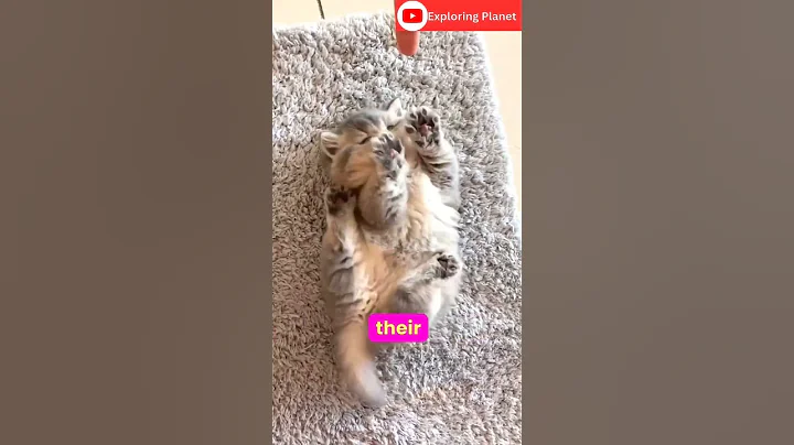 Watch the video about American curl cat 🐈 #ytshorts #shortsfeed #viral #trending