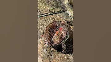 thăm bẩy cá bắt được cá trê khủng #fishing #fish #pet #animals #baopet #shorts