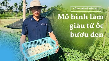 Truyền Hình Bình Thuận | Làm Giàu Từ Mô Hình Nuôi Ốc Bươu Đen