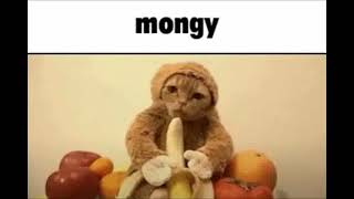 Mongy