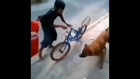 viral anjing gila ngamuk