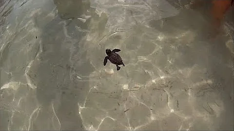 Quando andare a Lampedusa per vedere le tartarughe?