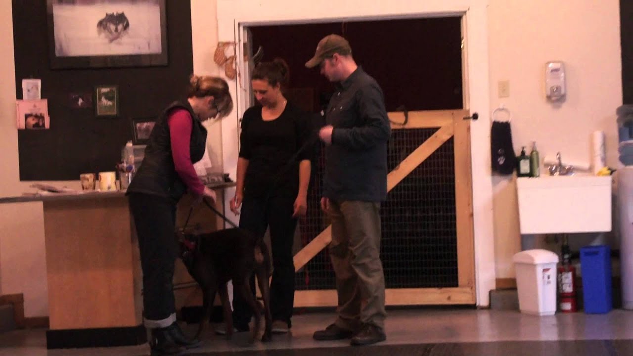 Dog Training Victoria BC Doberman YouTube