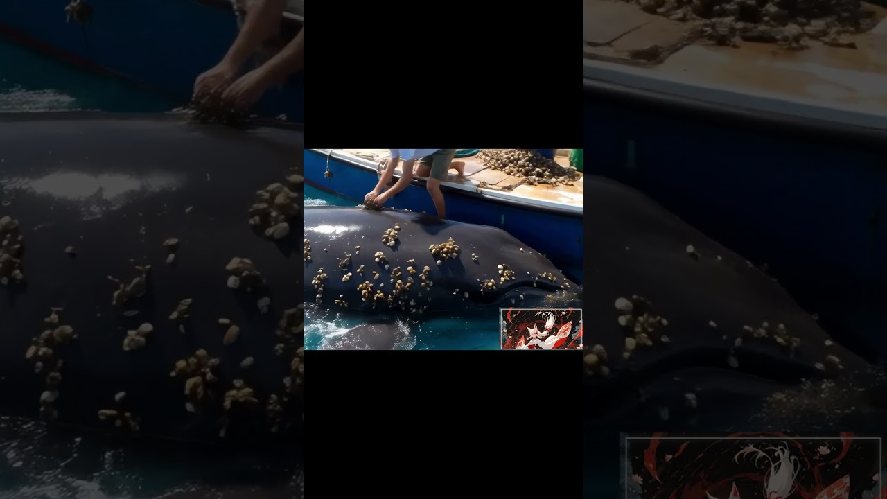 Whale Rescue: Removing Barnacles with Care 🐋💙 