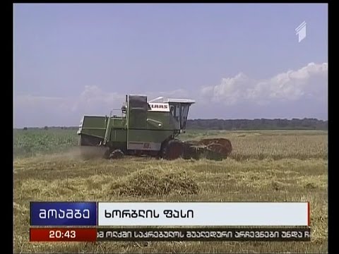 მომავალი წლისთვის საქართველოში ხორბლის იმპორტის მკვეთრად შემცირებას პროგნოზირებენ