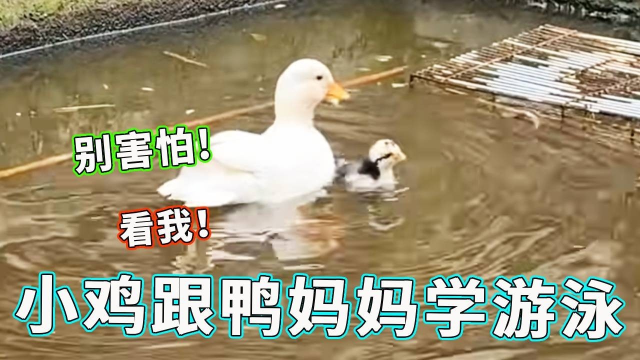 鸭妈妈下水游泳忘记小鸡崽，小鸡崽虽然知道自己不会游泳，但是抗不过鸭妈妈忽悠能力强啊！【天下一场梦】