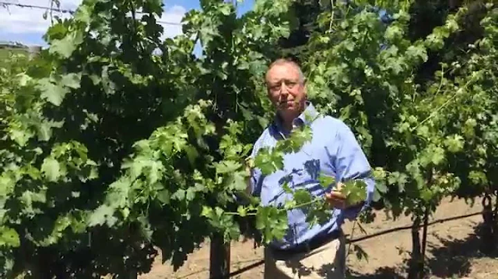 June in the Vineyard!
