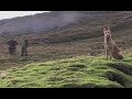 Ferreting on the moorland of North Yorkshire | Shooting Times