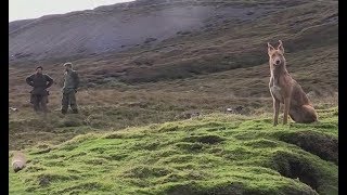 Ferreting on the moorland of North Yorkshire | Shooting Times