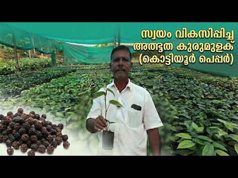 കനത്ത വിളവ് തരുന്ന കൊട്ടിയൂർ പെപ്പർ! | എന്താണ് കൊട്ടിയൂർ കുരുമുളകിന്റെ രഹസ്യം | Kottiyoor Pepper
