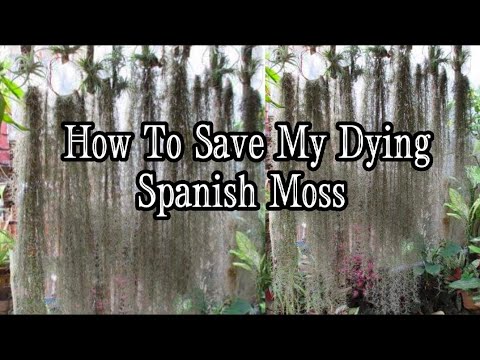 Video: Bagaimana Anda mendisinfeksi lumut Spanyol?