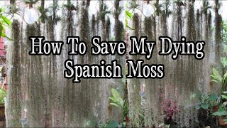 How to Save my Dying Spanish Moss?