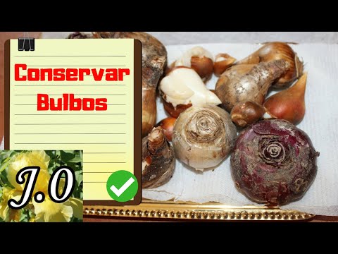 Video: ¿Cómo se ven los bulbos de Windflower?