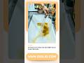 Transform Your Sink with the 1080° Swivel Faucet Extender #newyork