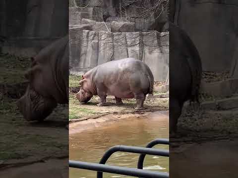 Hippo pooping