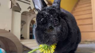 Bunny ASMR : Eating Spring Dandelions