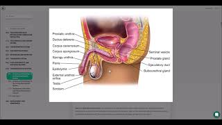 BIOL 152 Male Reproductive System screenshot 4