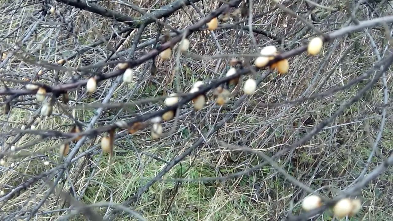 Sea buckthorn - YouTube