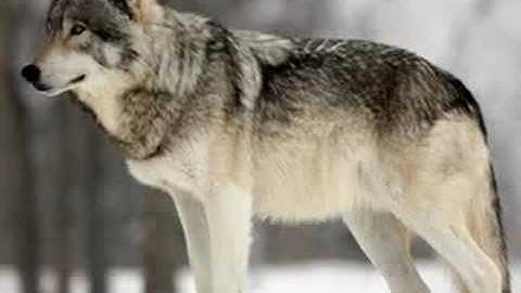 This Is Where Wolves Belong [For Akela]