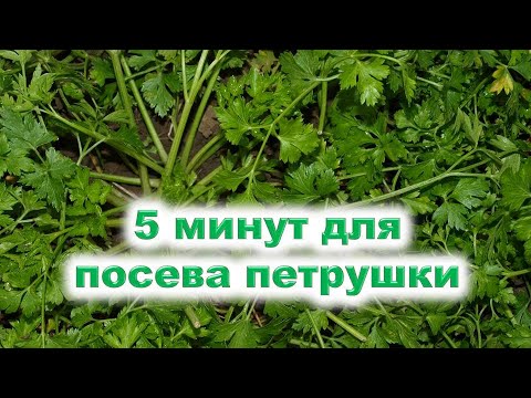 Всего 5 минут - и петрушка посеяна.Как быстро провести подзимний посев петрушки 31 декабря?