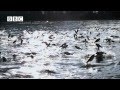 Thousands of fish leap out of water at same time - Slow Mo!