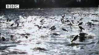 Thousands of fish leap out of water at same time - Slow Mo!