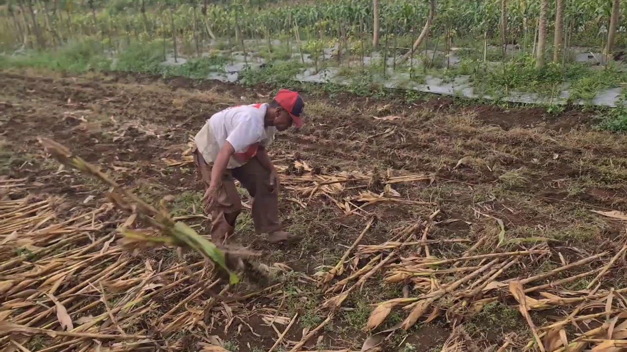 The Process of Cleaning Dry Corn Plants in the Post-Harvest Garden — Agriculture Farming