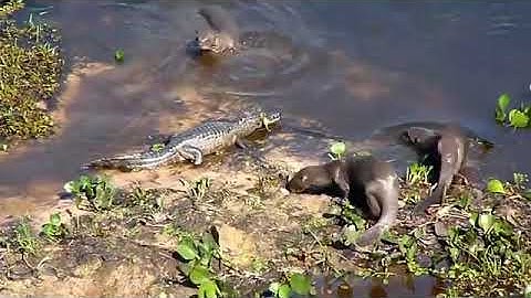 Rái cá tấn công cá sấu, giành lại địa bàn