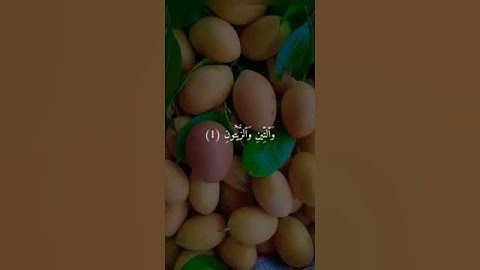 والتين والزيتون ⚘️💞حالات واتس اب قرآن كريم بصوت جميل ⚘️ ♥️