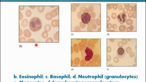 Vertebrate Blood Cells - Part 2 | Animal Form & Function 1 (Theory) | ZOO516T_Topic153