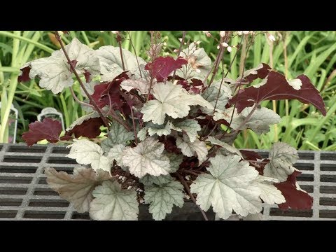 Video: Heuchera Hybrid: En Urt For åpen Mark. 