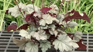 Prairie Yard & Garden: Can You Say Heuchera?