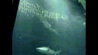 Shark Encounter (tunnel) - SeaWorld Orlando - Florida