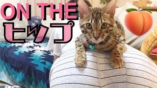 【閲覧注意】パパさんのヒップの上でメンズ子猫が大はしゃぎ！