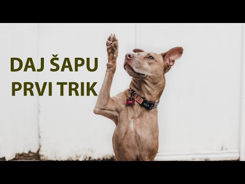 Video: Kako Naučiti Psa Naredbama - 