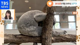 卵みたいなコアラ【Nスタ】