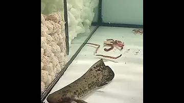 Австралийский рогозуб ( neoceratodus  forcteri, Australian lung fish)