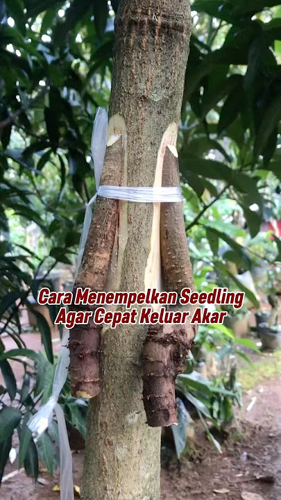 Here's How! Attaching Milk Graft Seedlings Quickly Grows Roots