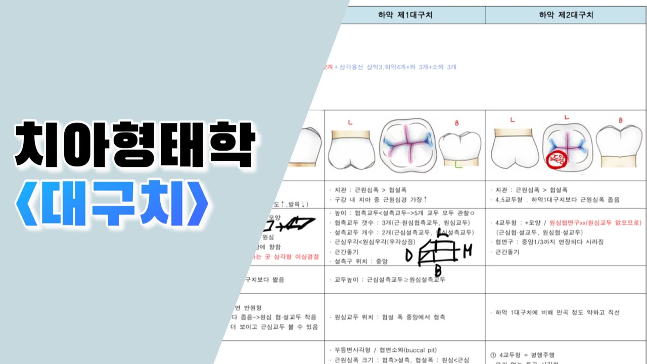 ⭐️A+받았던 치아형태학⭐️ 대구치 요점정리 / 치위생과국가고시 / 국시공부 / 기말고사 / 형태학 - YouTube