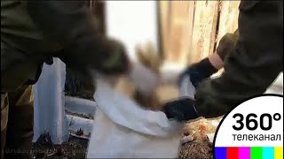 Семь собак заморили голодом в Свердловской области Семь собак заморили голодом в Свердловской области