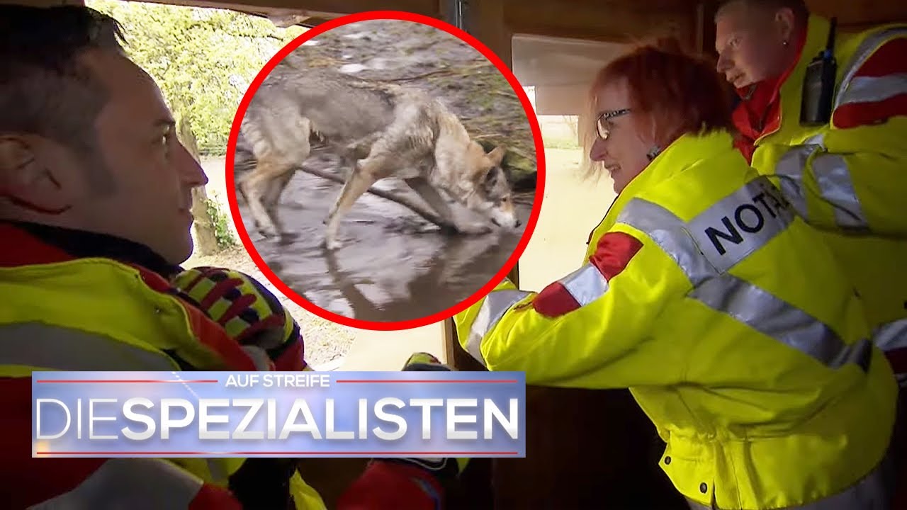 Panik in der Luft! Vater bewusstlos, Fluganfängerin auf sich gestellt! 🛩️| Die Spezialisten | SAT.1