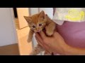 茶トラ子猫「ひろし」どこ連れて行かれるニャ～？ 風呂ニャー!!! Cute kitty Hiroshi: Funny cat bath